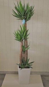 flower_img026